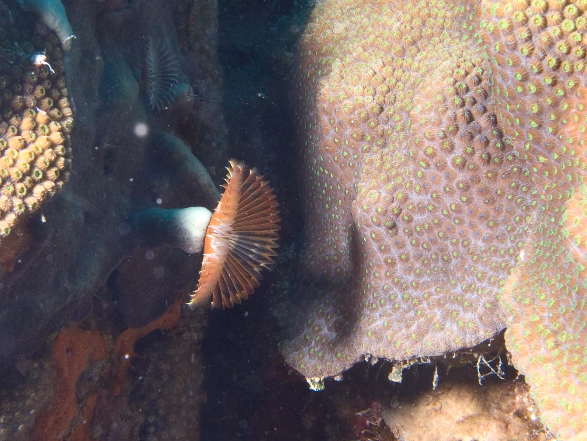 gal/Bonaire 2006/SplitFanCropped5x3.jpg